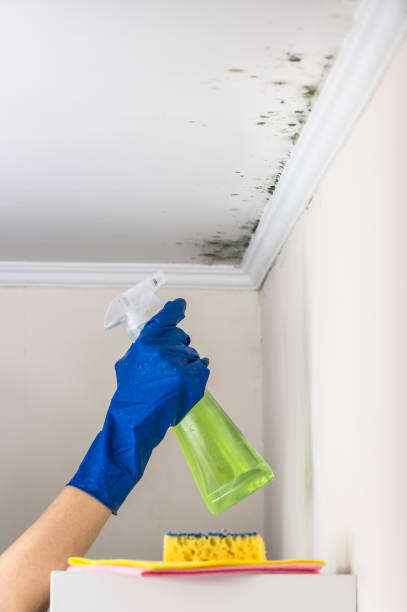 Best Fast Mold Removal  in Arcade, GA